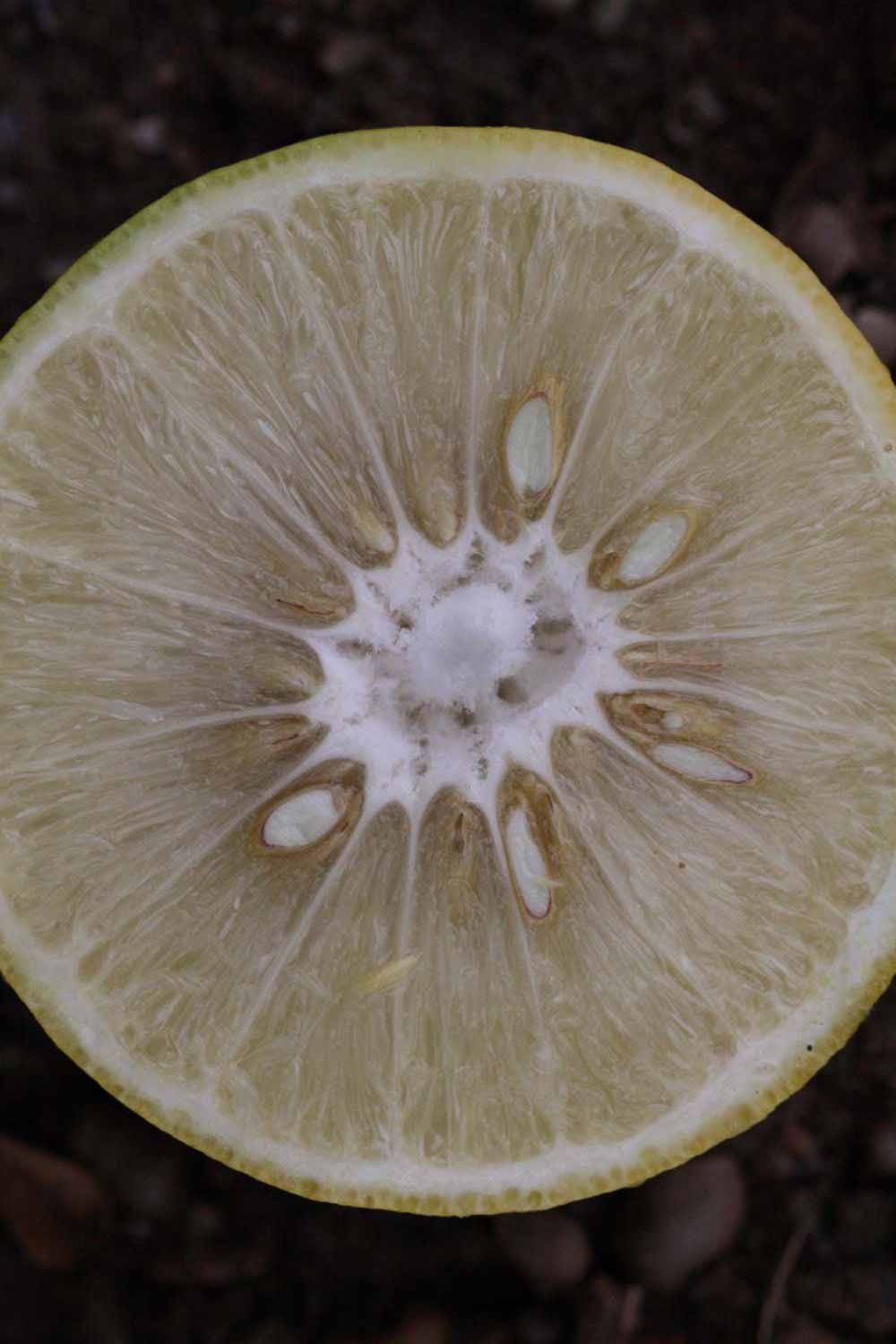              Fruit cross-section (Riverside, CA)       